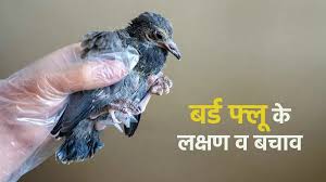 bird-flu-explained-in-hindi